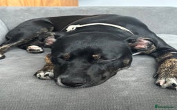 Mixed Breed dogs for sale: Staffy x cane corso pup - Image 5