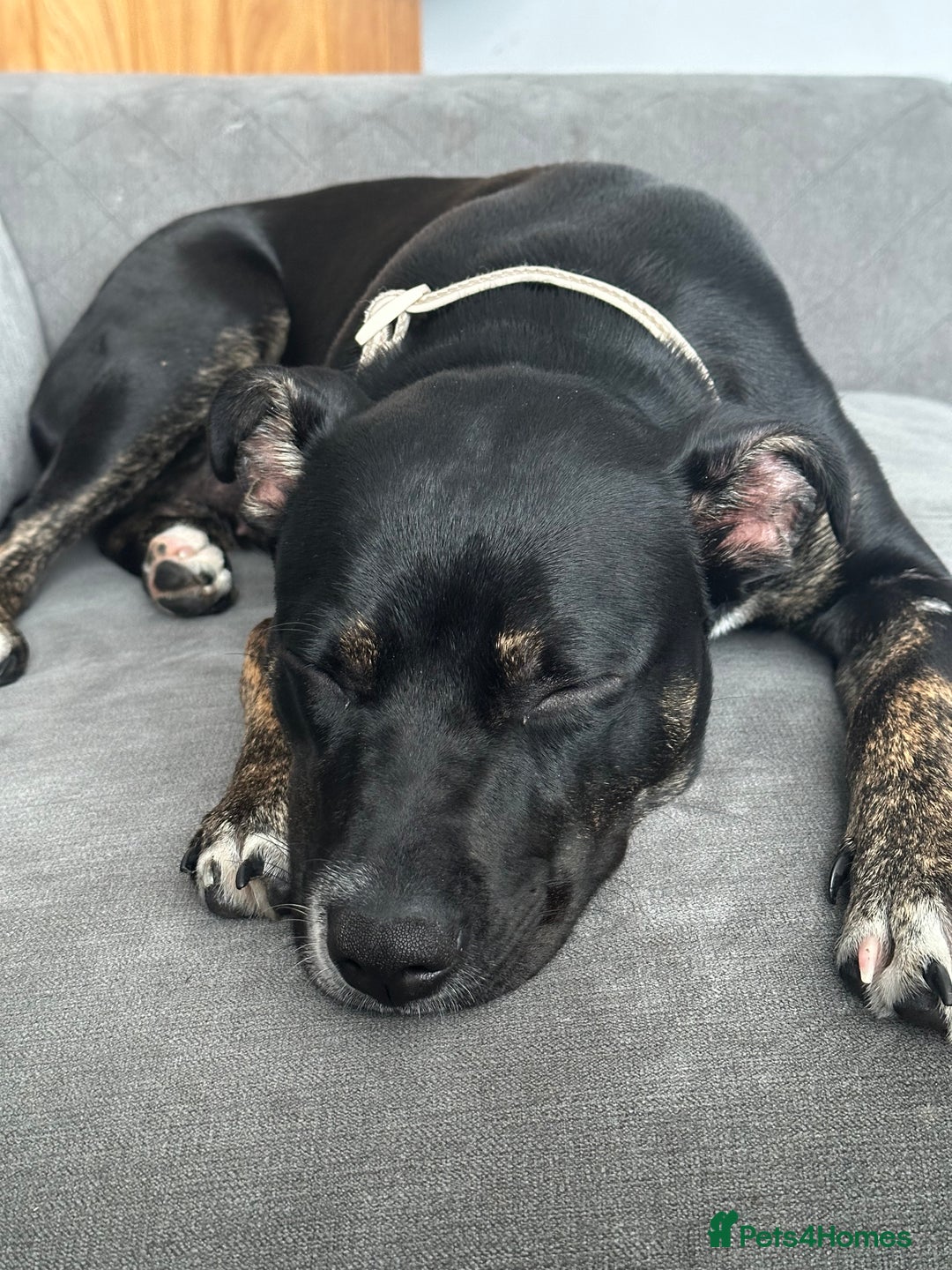 Mixed Breed dogs for sale: Staffy x cane corso pup - Image 5