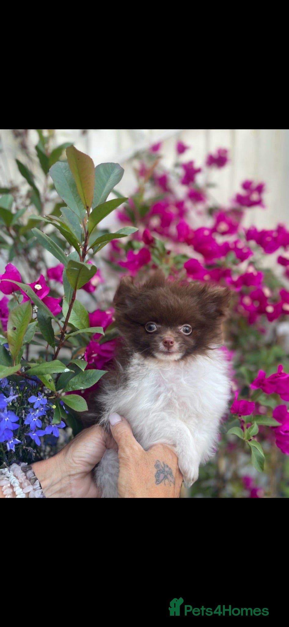 Pomeranian dogs Chocolate Parti Pomeranian  - Advert 1