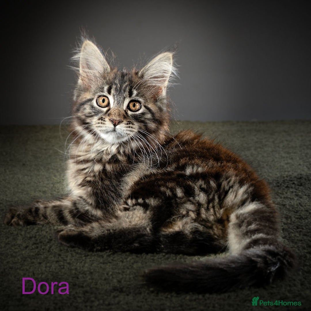 Maine Coon cats for sale: Purebred Maine Coon Kittens - Image 8