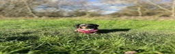 Miniature Dachshund dogs for sale: Beautiful Dapple Litter Expected 20th June 2026 - Advert 3