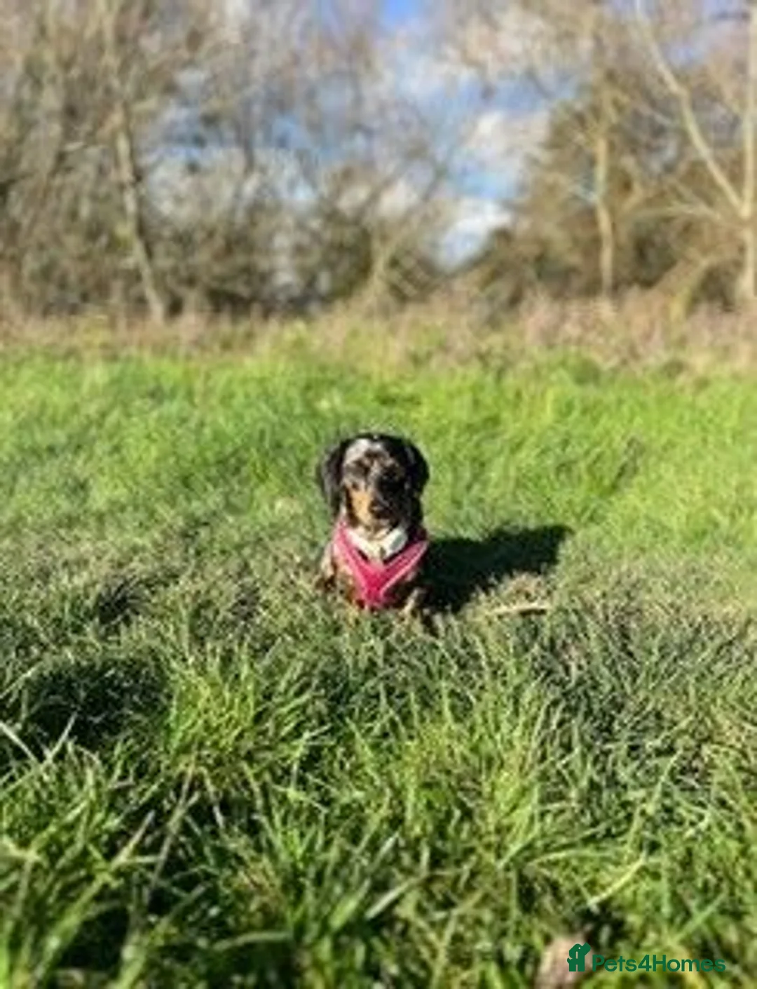 Miniature Dachshund dogs for sale: Beautiful Dapple Litter Expected 20th June 2026 - Advert 3