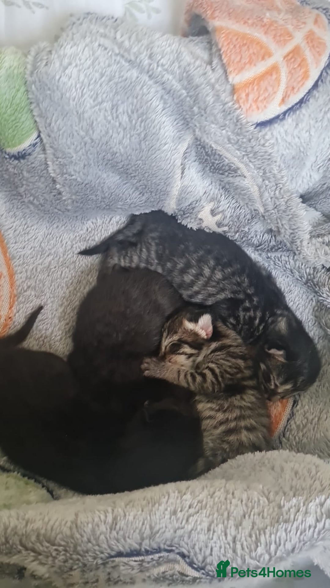 Bombay cats for sale: Kitten - Image 1