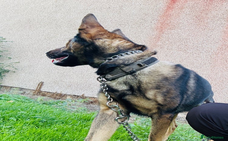 German Shepherd dogs - Advert 2