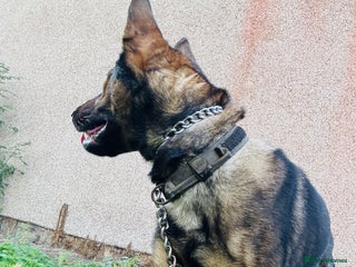 German Shepherd dogs - Advert 10