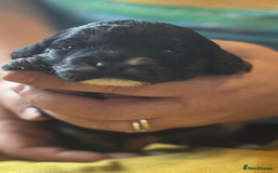 Mixed Breed dogs for sale: Gorgeous puppies  - Image 3