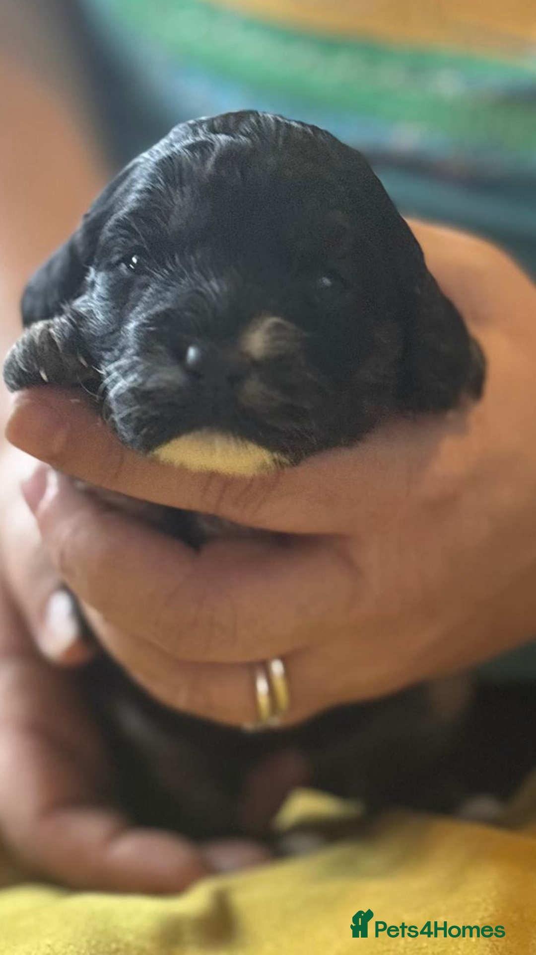 Mixed Breed dogs for sale: Gorgeous puppies  - Image 3