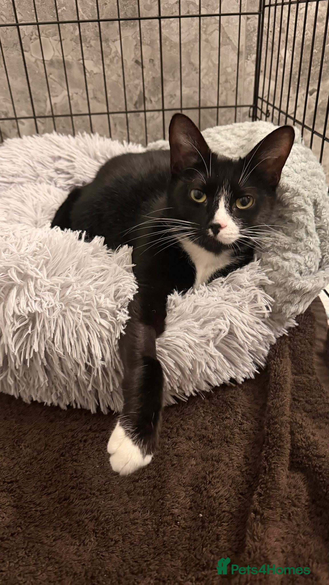 Domestic Shorthair cats Licorice 2 years old - Advert 1