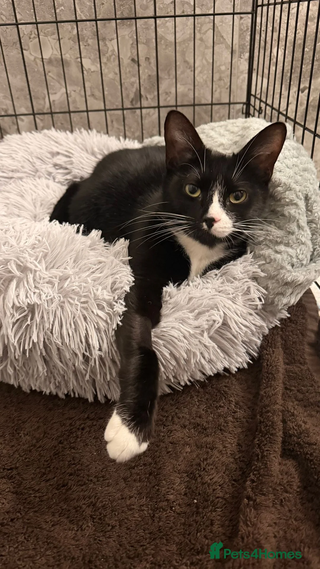 Domestic Shorthair cats for adoption: Licorice 2 years old - Advert 1