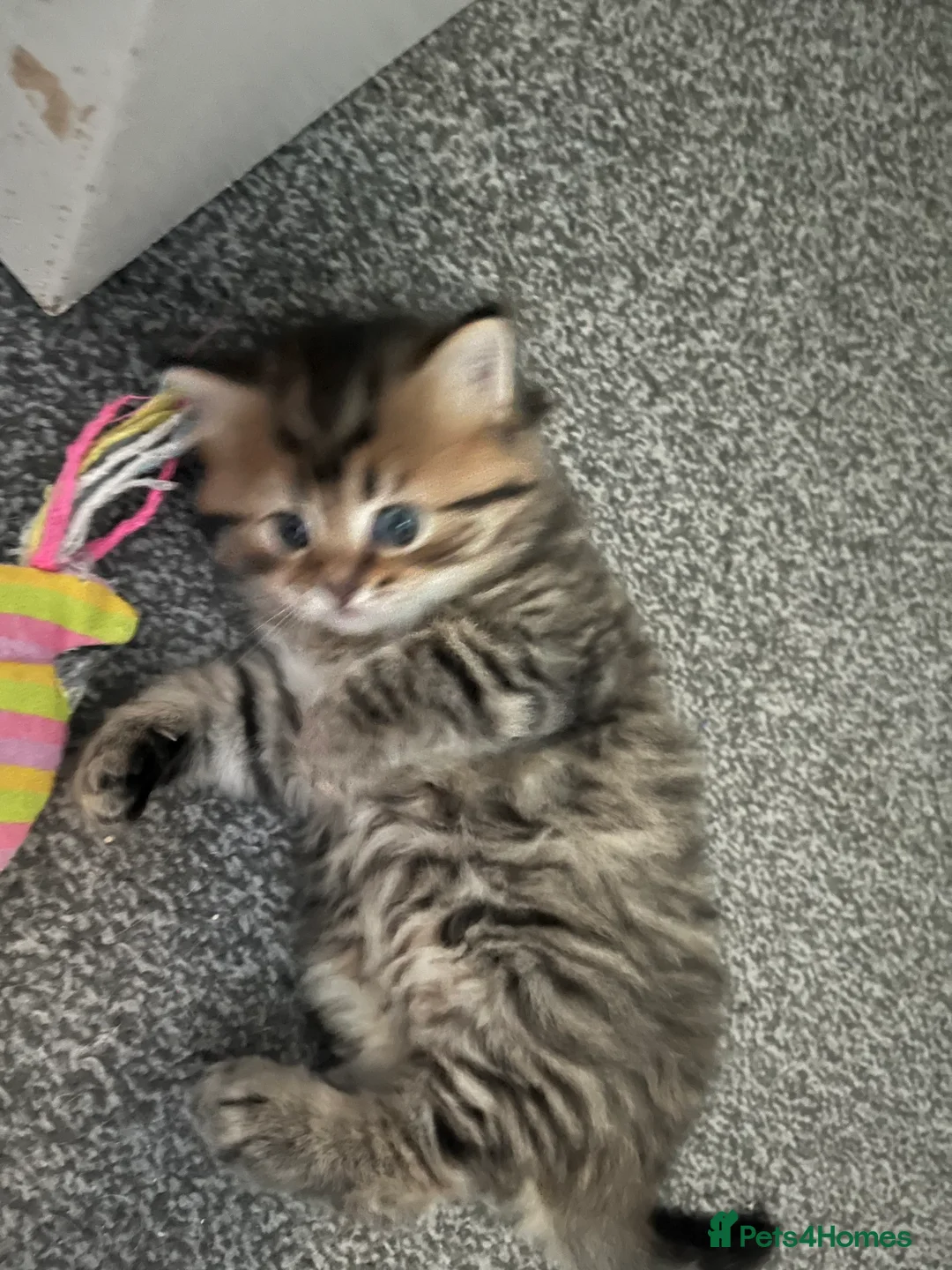 British Shorthair cats for sale: 3 beautiful kittens for sale Bsh/norwegian   - Advert 1