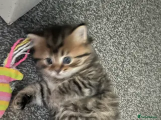 British Shorthair cats 3 beautiful kittens for sale Bsh/norwegian - Advert 1