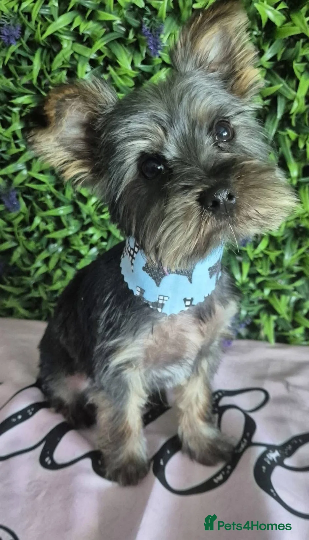 Yorkshire Terrier dogs for sale: Yorkshire terriers - Advert 9