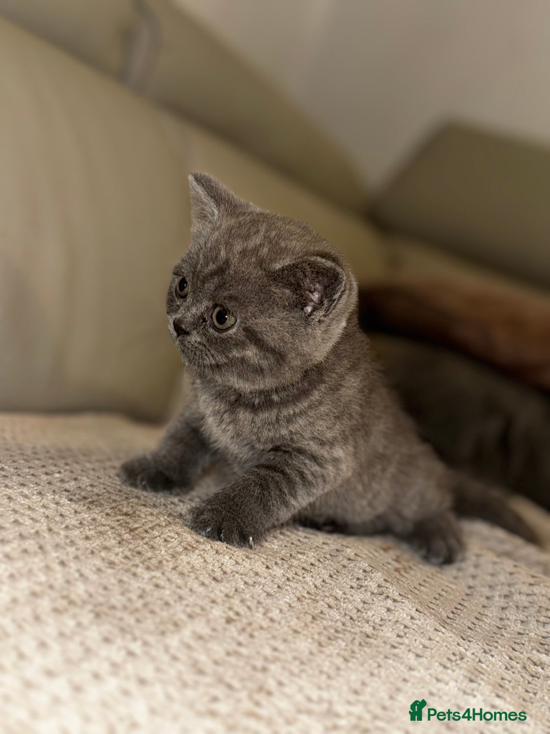 British Shorthair cats for sale: British short hair kittens - Advert 2