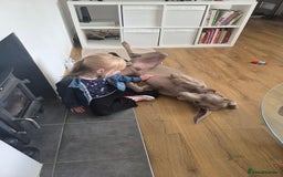 Weimaraner dogs for sale: Forever home wanted - Image 7