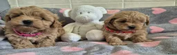Maltipoo dogs for sale: Beautiful Maltipoo Puppies - Advert 9