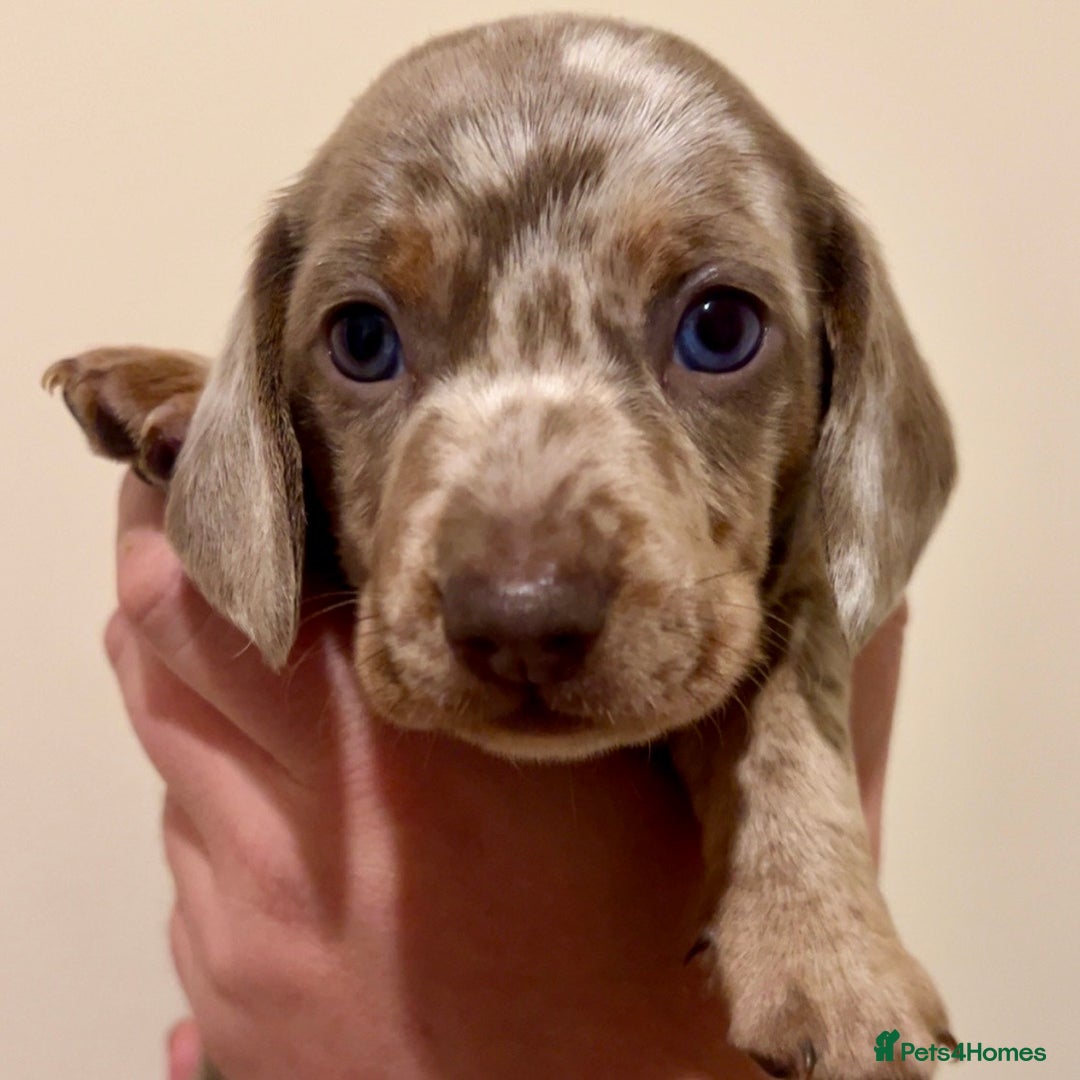 Miniature Dachshund dogs for sale: 🐾Beautiful kc mini dachshund pups ready 20 Dec🐾 - Advert 4