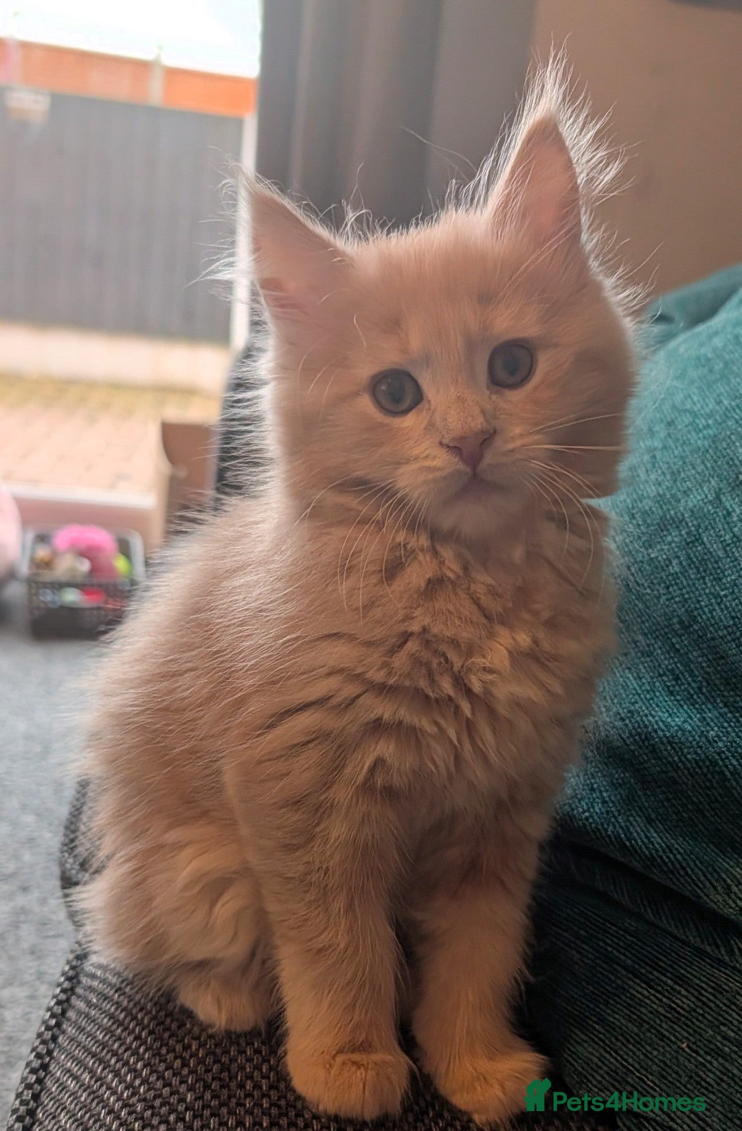 Maine Coon cats Maine coon Kittens  - Advert 1