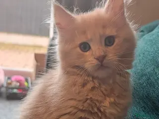 Maine Coon cats Maine coon Kittens - Advert 1