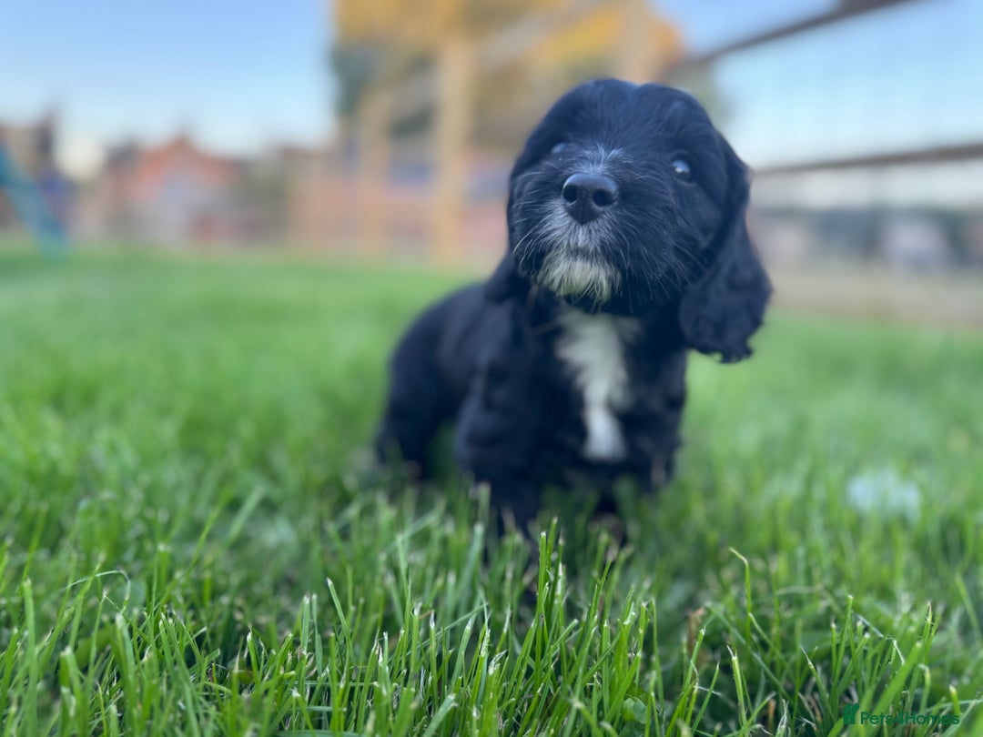 Sproodle dogs for sale: Stunning F1 sproodle  - Image 36