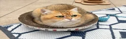 British Shorthair cats for sale: Black Golden Shaded British Shorthair  - Advert 5