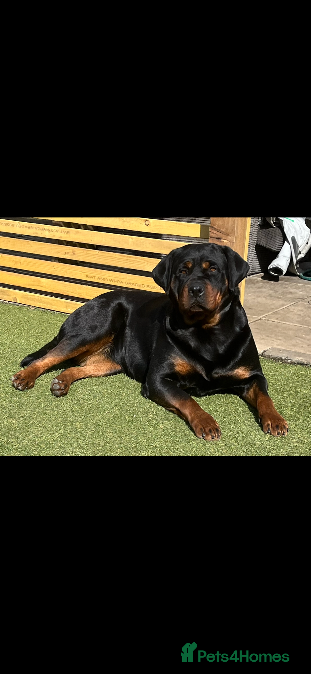 Rottweiler dogs for sale: LAST FEMALE ROTTWEILER PUPPY - Advert 6