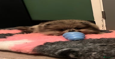 Pomeranian dogs - Advert 3