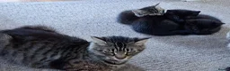 Mixed Breed cats for sale: 6 x beautiful kittens looking for their new home - Advert 1