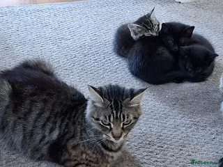 Mixed Breed cats 4 x beautiful black kittens available - Advert 4