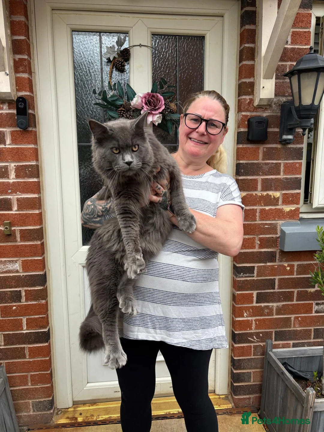 Maine Coon cats for sale: Male maincoon  - Advert 1
