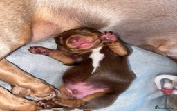 Miniature Dachshund dogs for sale: Dolly mixture dapple/piebald  - Image 5