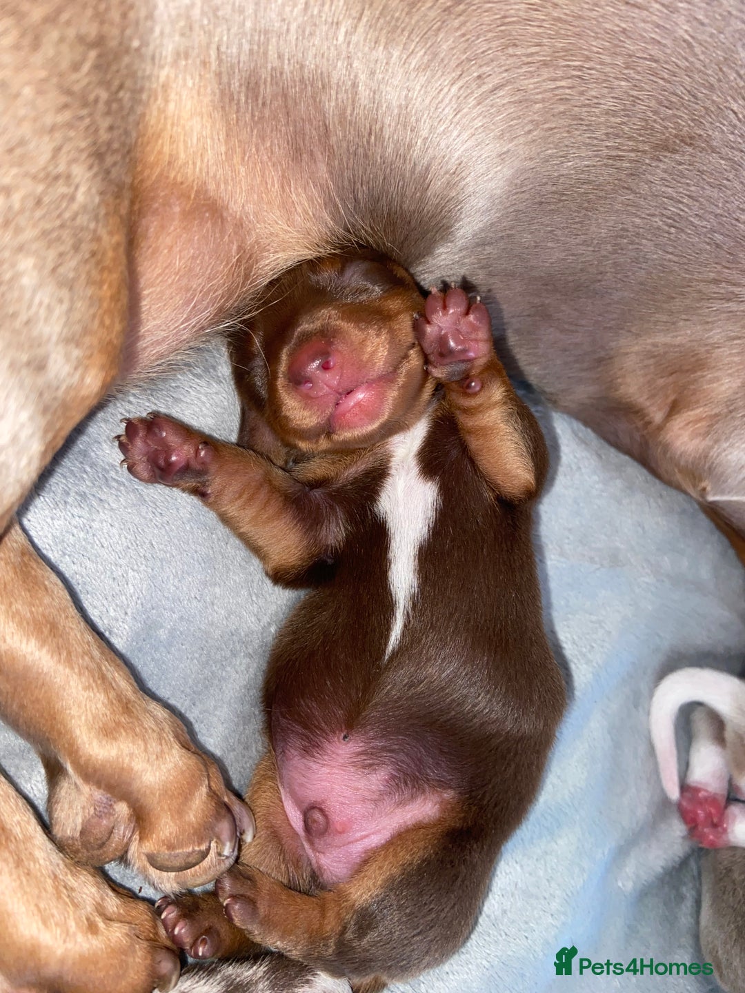 Miniature Dachshund dogs for sale: Dolly mixture dapple/piebald  - Image 5