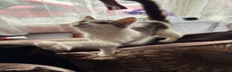 Domestic Shorthair cats for sale: Friendly Young Female Cat - Advert 13