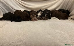 Cocker Spaniel dogs for sale: Cocker Spaniel Pups Seeking Forever Homes!💖 - Image 6