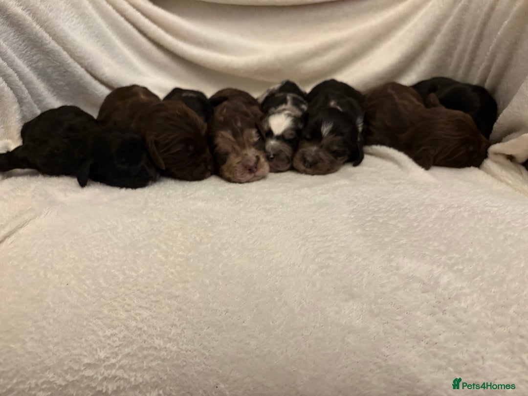 Cocker Spaniel dogs for sale: Cocker Spaniel Pups Seeking Forever Homes!💖 - Image 6