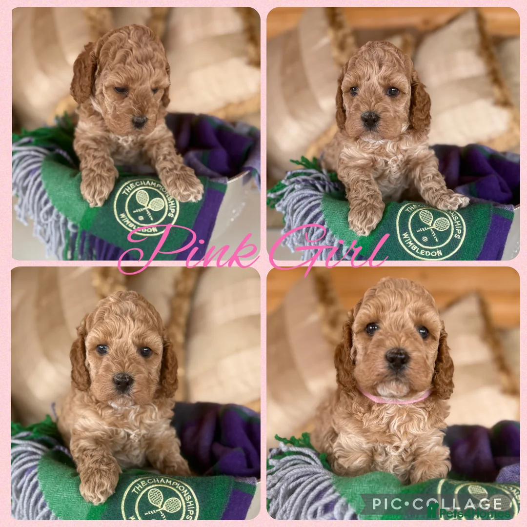Cavapoo dogs for sale: Superior yankiedoodle American Cockerpoos🇺🇸f1b - Advert 2
