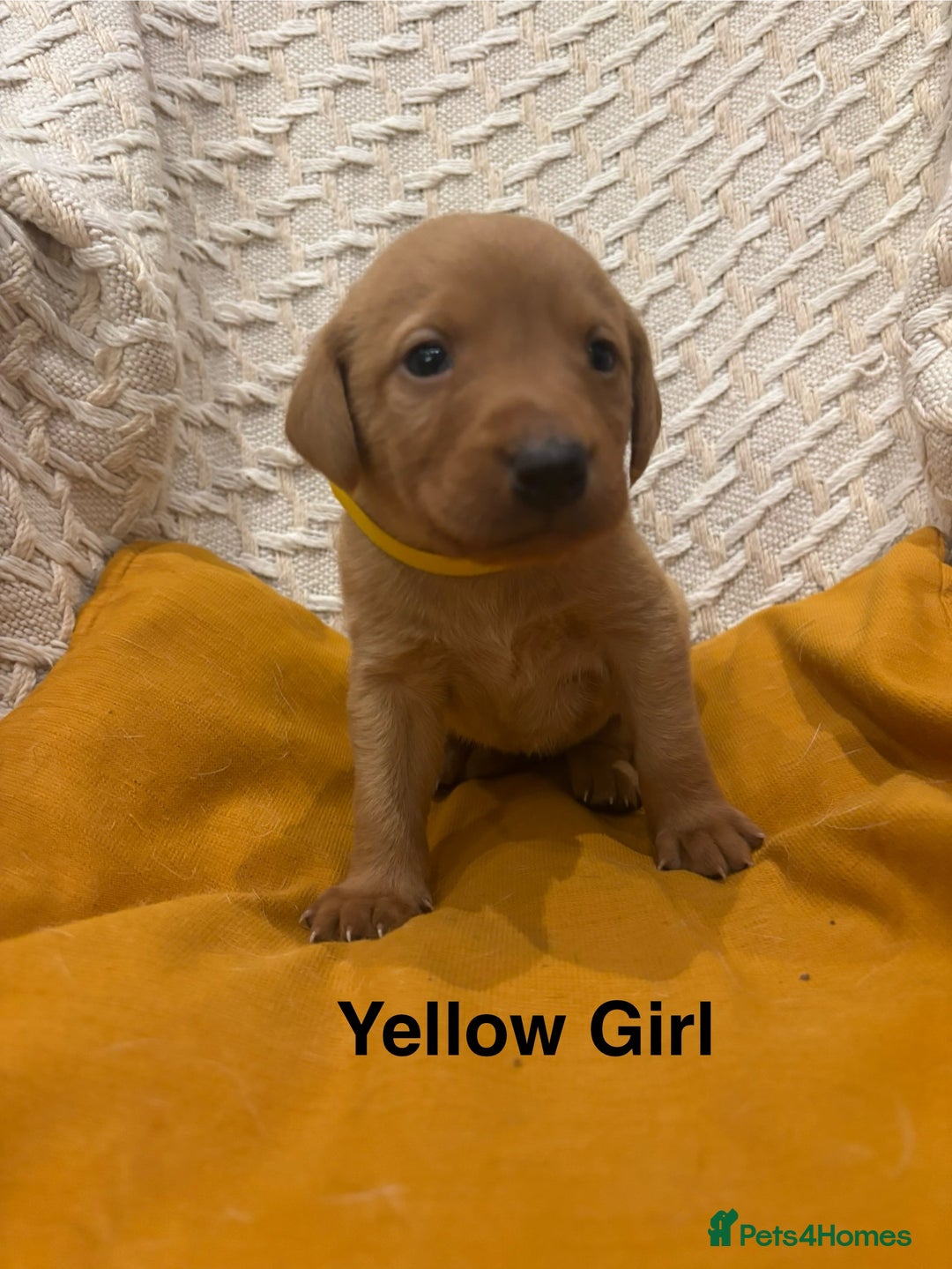 Labrador Retriever dogs for sale: 🐾 Working Fox Red Labrador Puppies for Sale!🐾 - Advert 9