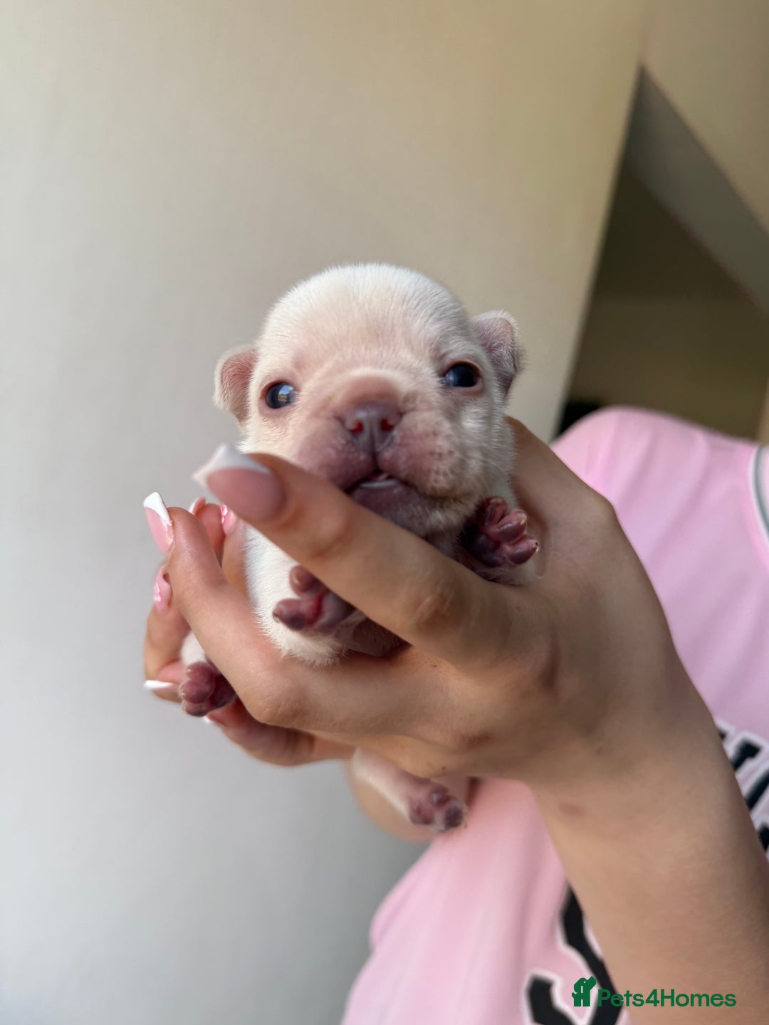 French Bulldog dogs for sale: French bull dogs for sale  - Image 7
