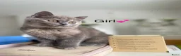 British Shorthair cats for sale: Beautiful GGCF British Shorthair X Ragdoll Kittens - Advert 7