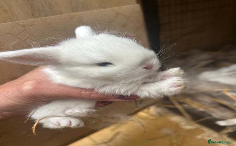 Netherland Dwarf rabbits - Advert 14