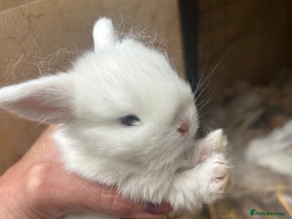 Netherland Dwarf rabbits - Advert 18