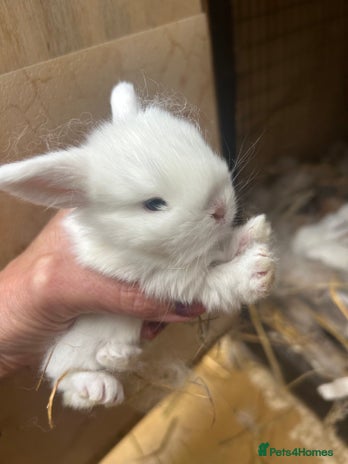 Netherland Dwarf rabbits - Advert 14