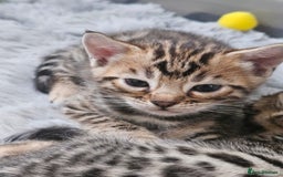 Bengal cats for sale: Lovely bengal kittens(Tica reg.)😍 - Image 25