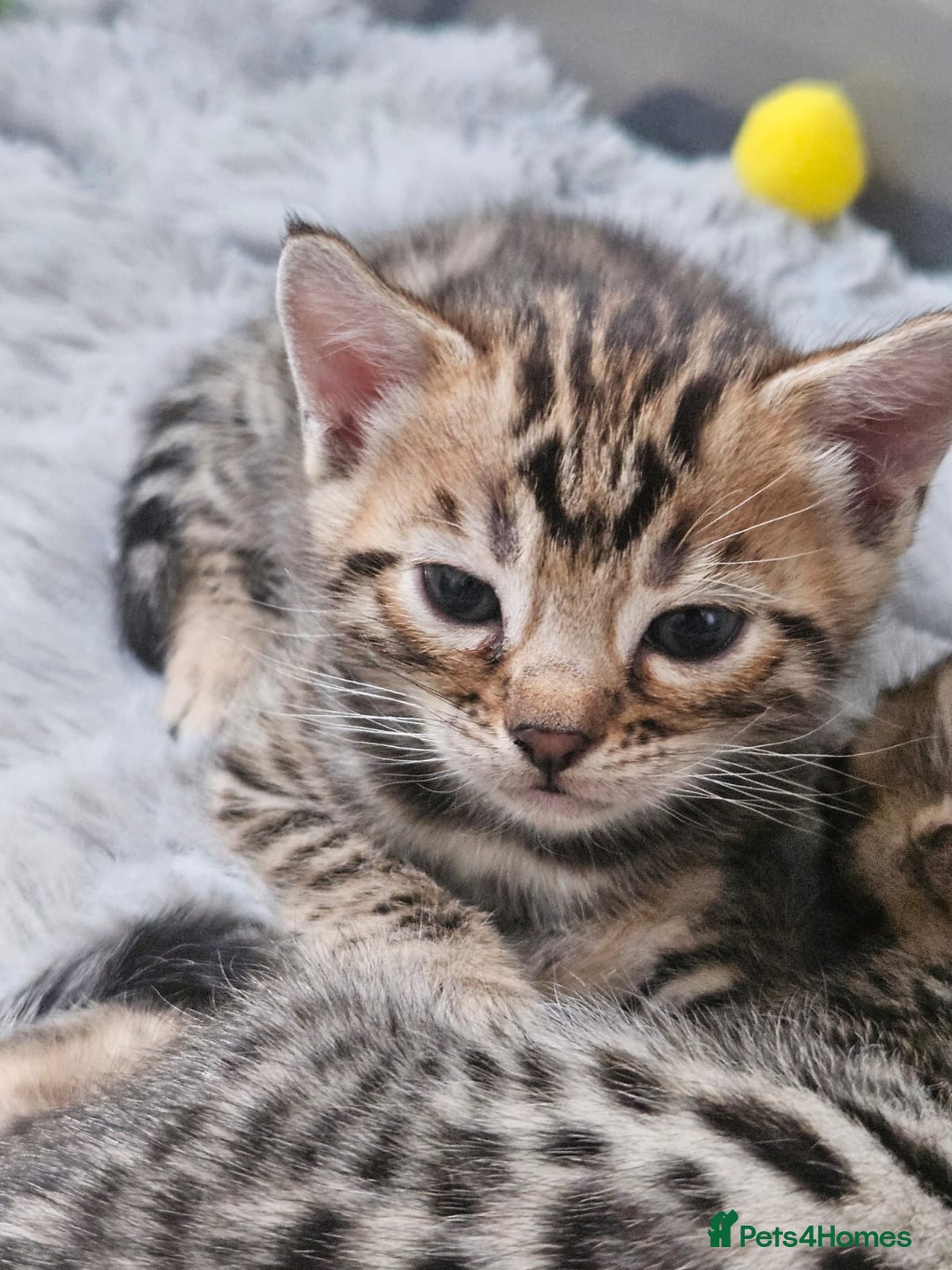 Bengal cats for sale: Lovely bengal kittens(Tica reg.)😍 - Image 25