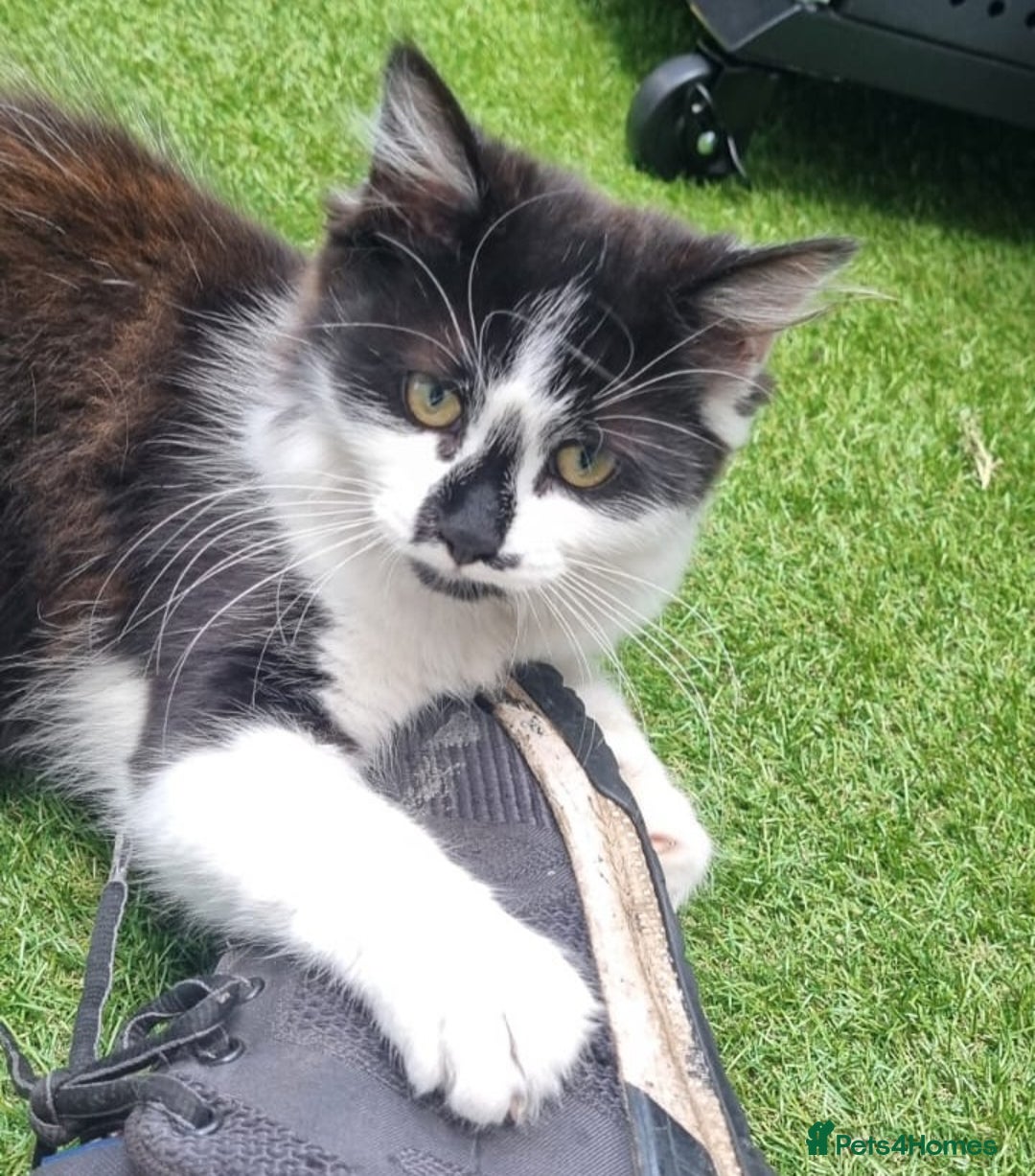 British Longhair cats for sale: ******. 2 female KITTENS.  - Image 17