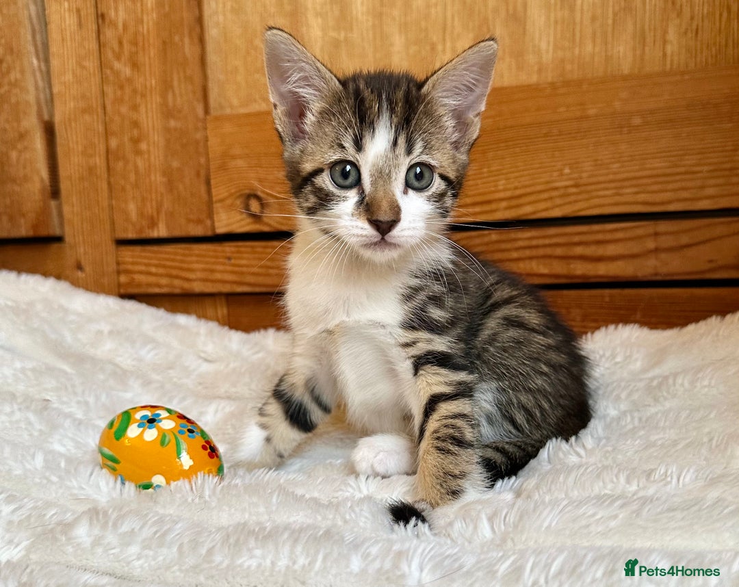 Mixed Breed cats for sale: Ginger Kittens from half Siamese mum - Image 9