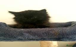 Persian cats for sale: Persian Kittens  - Image 7