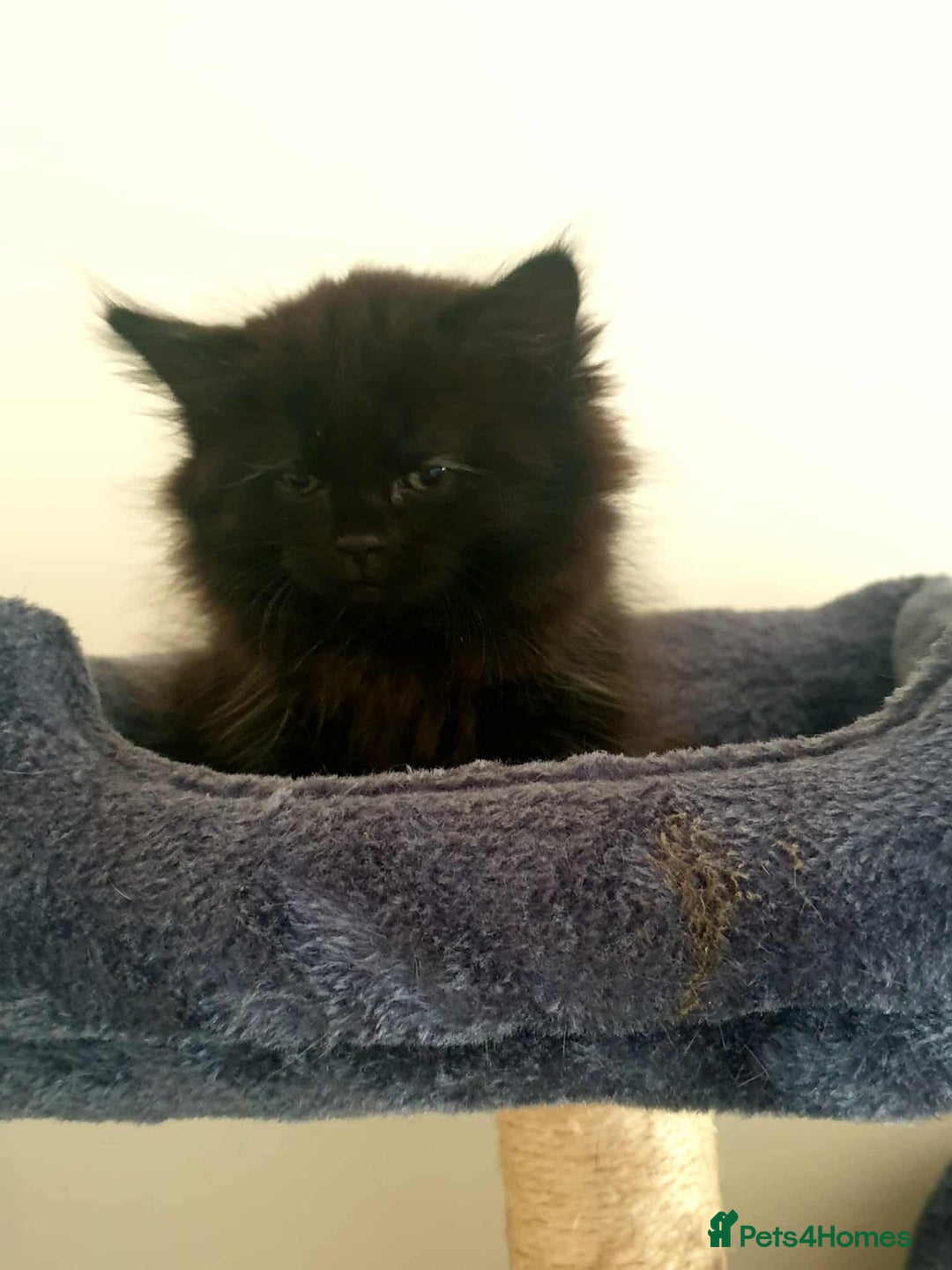 Persian cats for sale: Persian Kittens  - Image 7