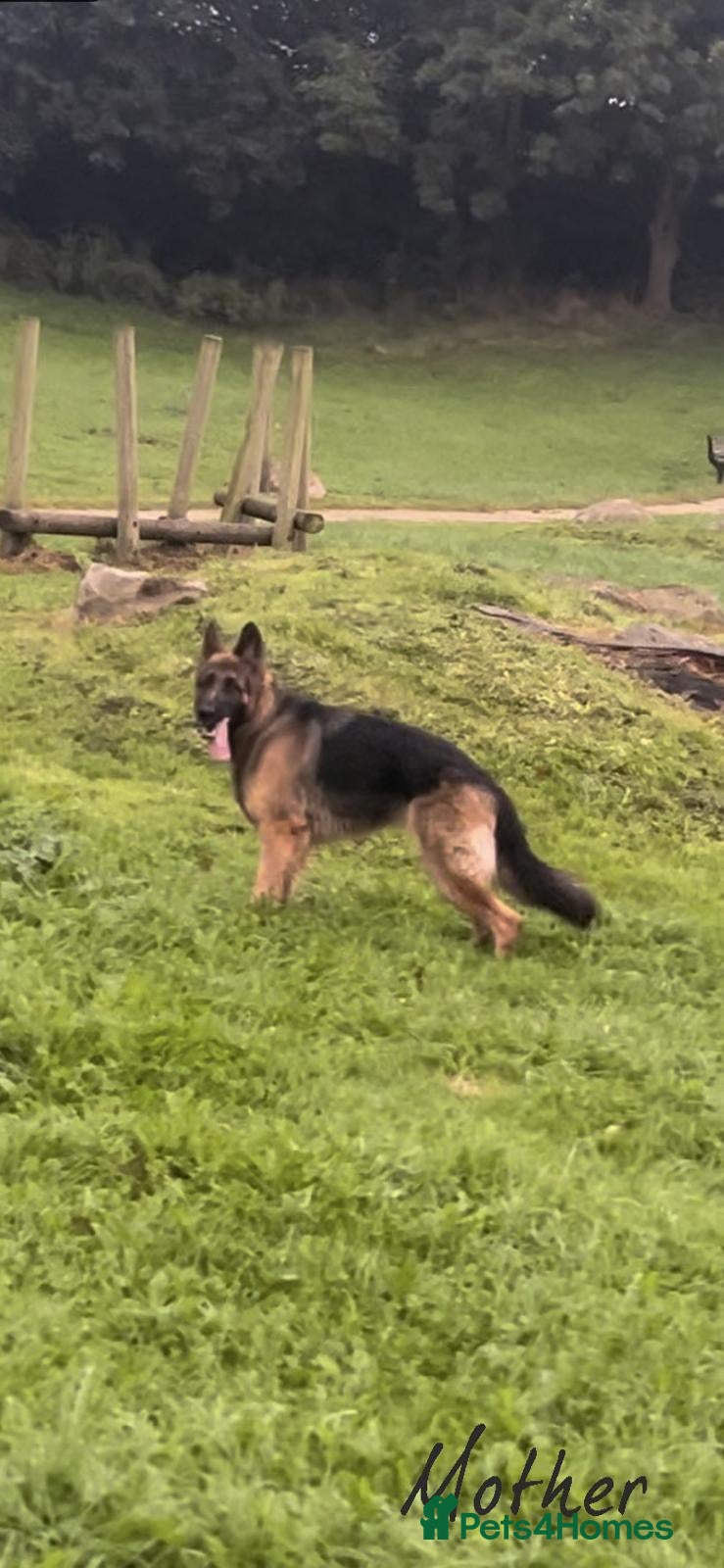 German Shepherd dogs  KC REGISTERED LONG-COAT GERMAN SHEPHERDS  - Advert 1