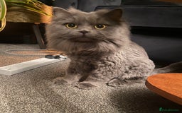 Persian cats for sale: Brother and sister around 18 months old - Image 3