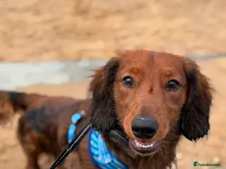 Dachshund dogs Charlie the Dachshund - Advert 14